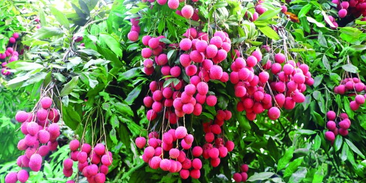 ভালো লিচু চেনার উপায়