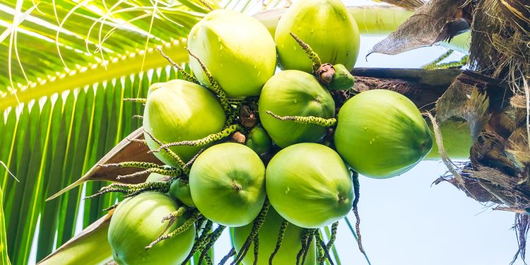 খালি পেটে ডাবের পানি খেলে শরীরে যা ঘটে