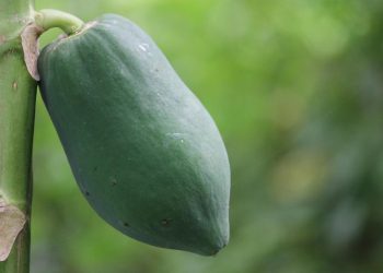 নিয়মিত কাঁচা পেঁপে খাওয়া কি উপকারী?