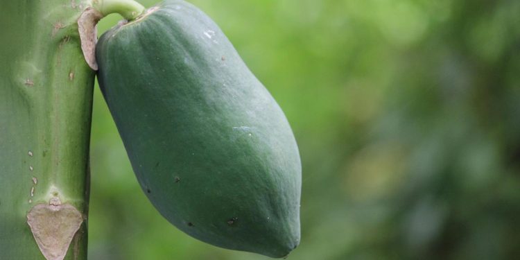 নিয়মিত কাঁচা পেঁপে খাওয়া কি উপকারী?