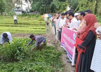 লামায় পরিবেশ বিধ্বংসী আকাশমণি ও ইউক্যালিপটাস চারা ধ্বংস