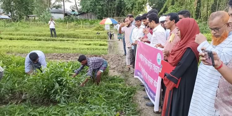 লামায় পরিবেশ বিধ্বংসী আকাশমণি ও ইউক্যালিপটাস চারা ধ্বংস