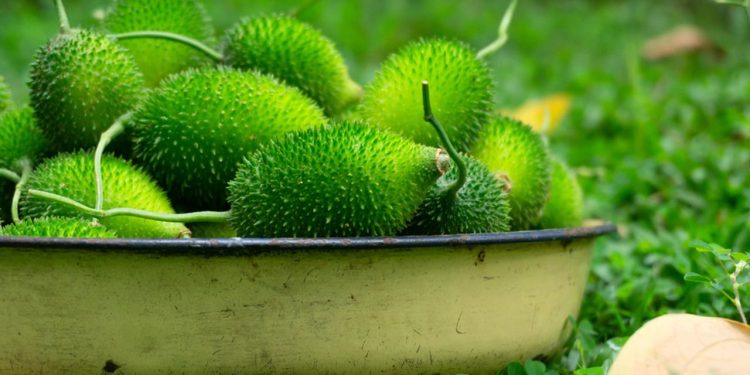 কাঁকরোল খাবেন যে ৫ কারণে