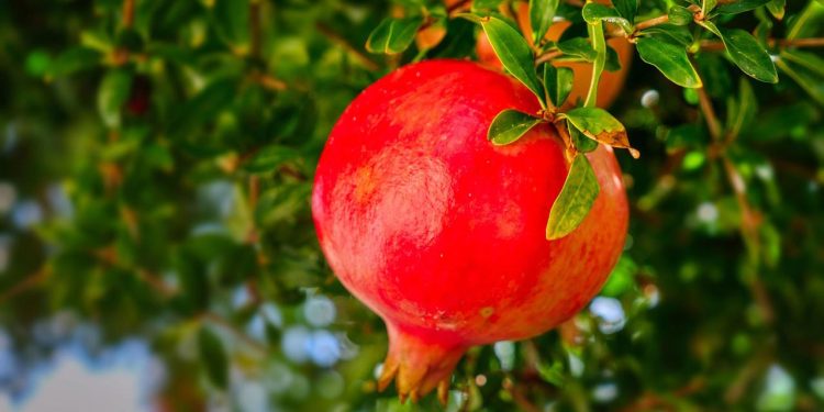 কিডনির জন্য উপকারী ৩ ফল