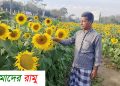কৃষি উদ্যোক্তা আকতার কামালের সূর্যমুখী বাগানে দর্শনার্থীর ভীড়