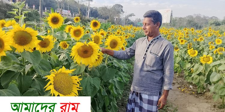 কৃষি উদ্যোক্তা আকতার কামালের সূর্যমুখী বাগানে দর্শনার্থীর ভীড়