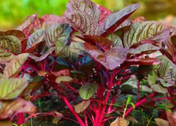 নারীর জন্য লালশাক খাওয়া যে কারণে জরুরি