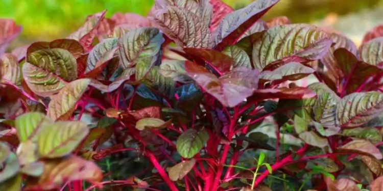 নারীর জন্য লালশাক খাওয়া যে কারণে জরুরি