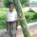 বাঁশ শ্রমিক আব্বাস উদ্দীনের জীবন সংগ্রামের গল্প